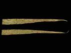 Orge - Tache helminthosporienne (Bipolaris sorokiniana)