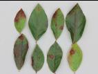 Bleuet en corymbe - Anthracnose (Gloeosporium minus)