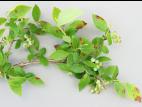 Bleuet en corymbe - Anthracnose (Gloeosporium minus)