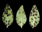 Bleuet en corymbe - Tache à Protoventuria (Protoventuria myrtilli)