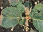 Gloxinia - Virus de la maladie bronzée de la tomate (TSWV)