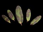 Canneberge - Tache à Protoventuria (Gibbera myrtilli)