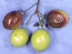 Canneberge - Pourriture des baies (Phyllosticta vaccinii)