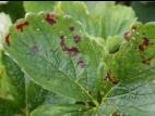 Fraise - Blanc (Sphaerotheca macularis)