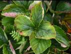 Fraise - Blanc (Sphaerotheca macularis)