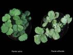 Fraise - Blanc (Sphaerotheca macularis)