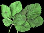 Fraise - Tache pourpre (Marssonina fragariae)_2