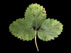 Fraise - Tache pourpre (Marssonina fragariae)_3