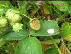 Fraise - Pourriture cuir (Phytophthora cactorum)