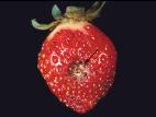 Fraise - Anthracnose (Colletotrichum acutatum)