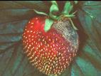 Fraise - Moisissure grise (Botrytis cinerea)