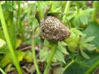 Fraise - Pourriture cuir (Phytophthora cactorum)