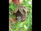 Fraise - Pourriture cuir (Phytophthora cactorum)