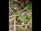 Fraise - Pourriture cuir (Phytophthora cactorum)