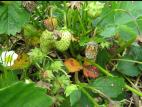 Fraise - Pourriture cuir (Phytophthora cactorum)