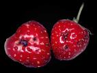 Fraise - Tache commune (Ramularia brunnea)