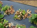 Fraise - Verticilliose (Verticillium dahliae)