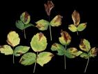 Framboise - Brûlure des dards (Xenodidymella applanata)