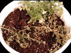 Calibrachoas - Pourriture noire des racines (Berkeleyomyces basicola)
