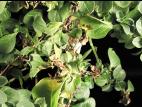 Pétunias - Verticilliose (Verticillium dahliae)