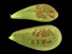 Crassulas - Blanc (Podosphaera sp.)