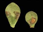 Crassulas - Blanc (Podosphaera sp.)