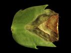 Cactus de Noël - Tache foliaire (Curvularia cactivora)