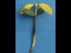 Soya - Fonte des semis (Rhizoctonia solani)