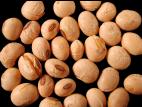 Soya - Pourriture des graines (Diaporthe longicolla)