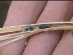 Soya - Pourriture sclérotique (Sclerotinia sclerotiorum)