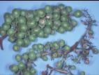 Vigne (raisin) - Anthracnose (Elsinoe ampelina)