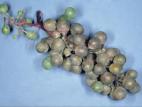 Vigne (raisin) - Mildiou (Plasmopara viticola)_2