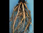 Fraise - Stèle rouge (Phytophthora fragariae var. fragariae)