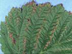 Framboise - Anthracnose (Sphaceloma necator)