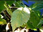 Framboise - Rouille jaune tardive (Pucciniastrum americanum)