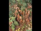 Framboise - Pourriture des racines (Phytophthora rubi)