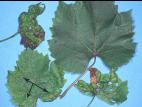 Vigne (raisin) - Anthracnose (Elsinoe ampelina)