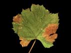 Vigne (raisin) - Rougeot (Pseudopezicula tracheiphila)