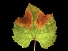 Vigne (raisin) - Rougeot (Pseudopezicula tracheiphila)