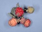 Framboise - Anthracnose (Sphaceloma necator)