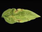 Hostas - Moisissure grise (Botrytis cinerea)