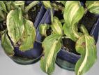 Hostas - Moisissure grise (Botrytis cinerea)