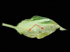 Hostas - Anthracnose (Colletotrichum sp.)