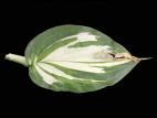 Hostas - Anthracnose (Colletotrichum sp.)