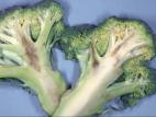 Brocoli - Mildiou (Peronospora parasitica)