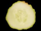 Concombre - Rhizoctone commun (Rhizoctonia solani)