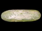 Concombre - Dépérissement phytophthoréen (Phytophthora capsici)