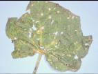 Concombre - Gale (Cladosporium cucumerinum)