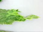 Citrouille - Virus de la mosaïque de la courge (SqMV)