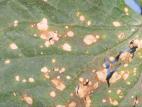 Concombre - Alternariose (Alternaria alternata)